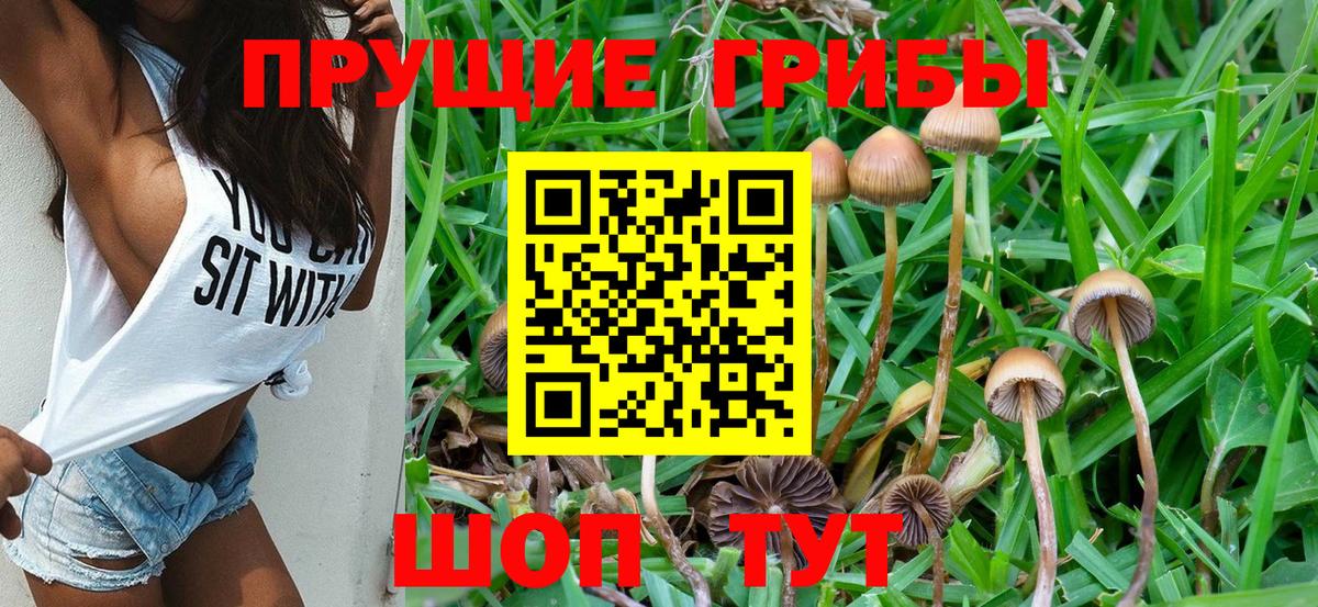 Галлюциногенные грибы Psilocybe Тула